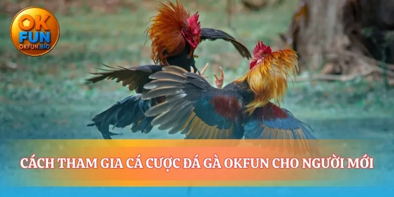 Con đường nhanh nhất tham gia sảnh cược đá gà OKFUN