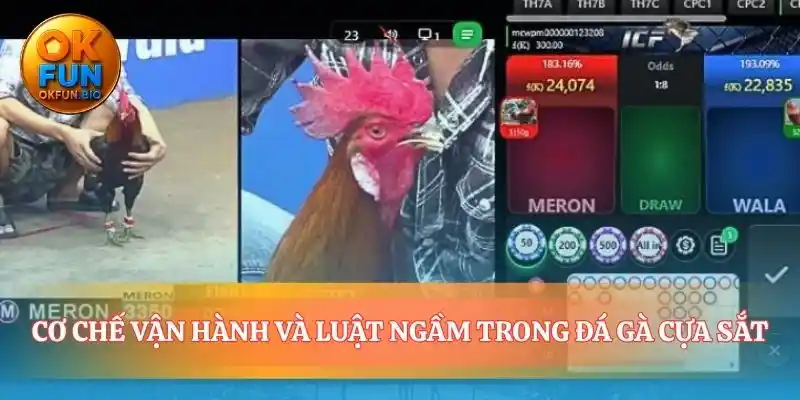 Luật chơi ngầm của đấu trường đá gà cựa sắt