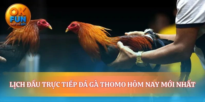 Nắm bắt nhịp đập đấu trường đá gà Thomo hôm nay